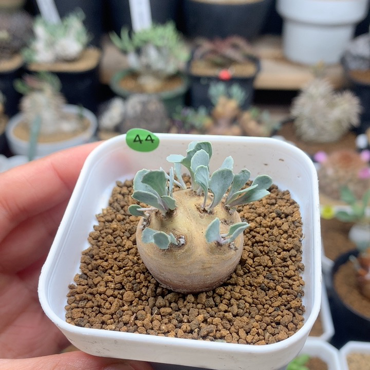 产地格加厚敦菊带盆2.7cm