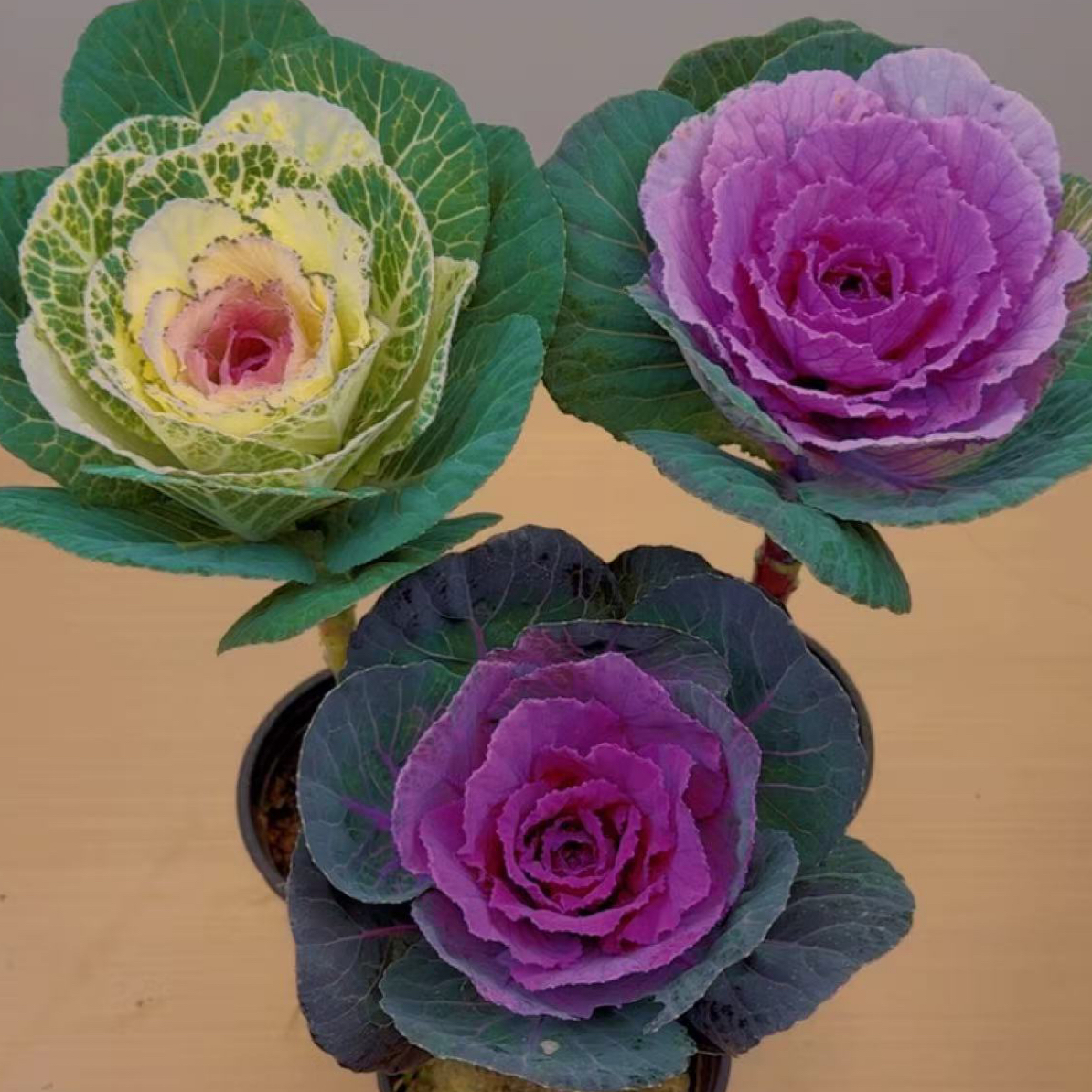 （拍一发三）玫瑰羽衣甘蓝耐寒易养观叶植物适合阳台庭院