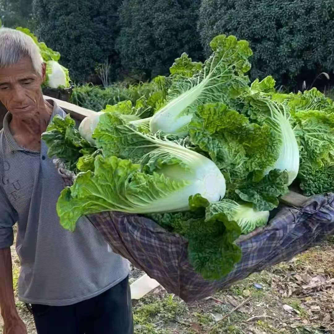 新鲜现砍贵州高山露天种植青麻叶白菜包头菜绿色农家自种霜打蔬菜
