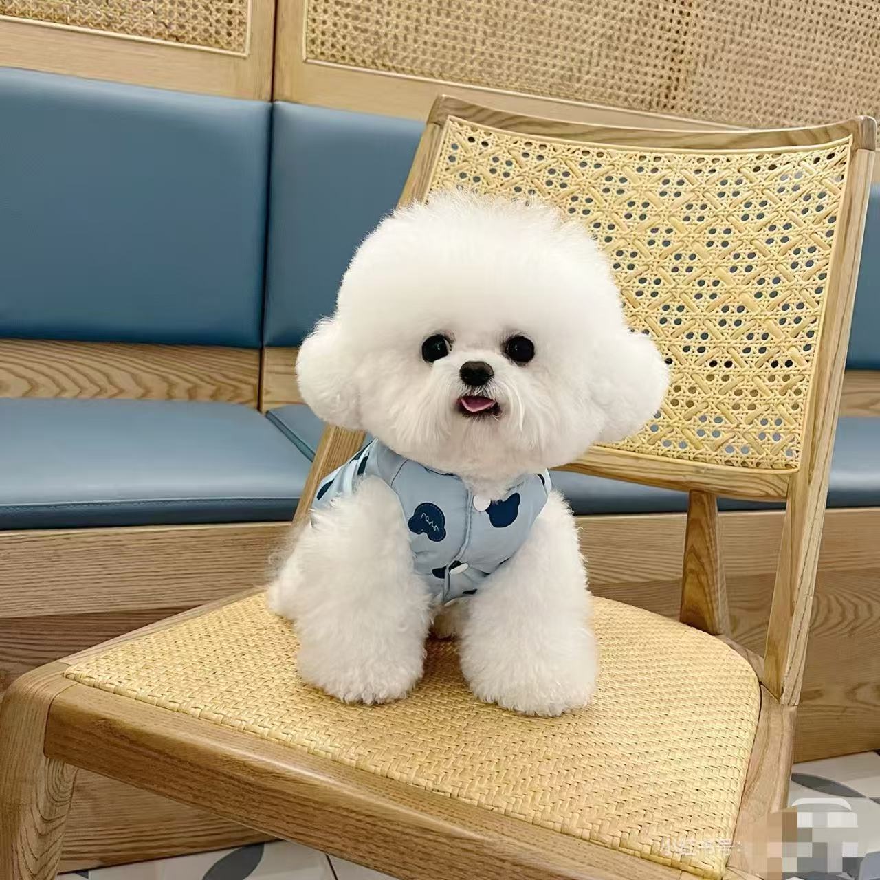 精选宠物可爱狗狗