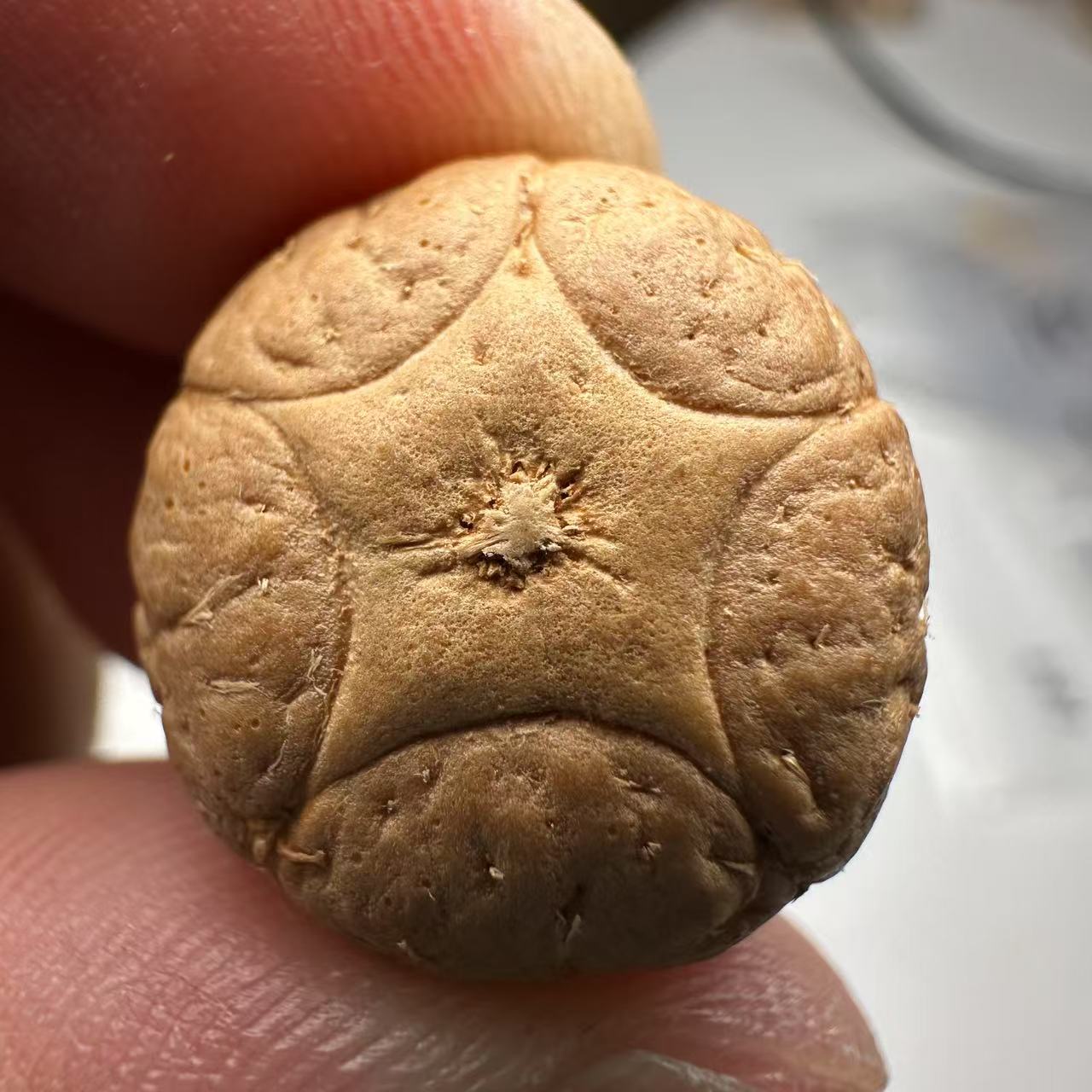 尼泊尔五星菩提，尺寸18，sss系列，货号109