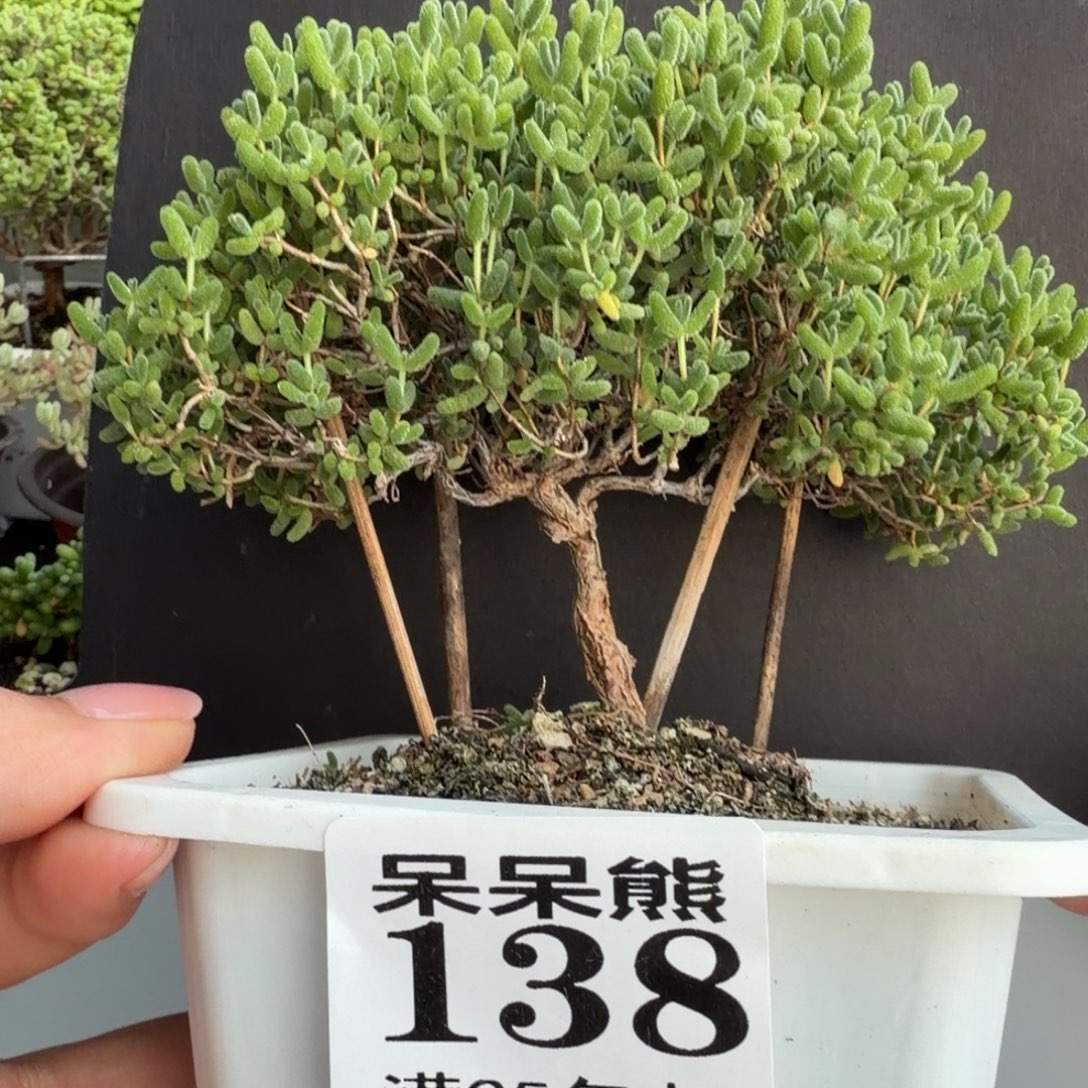 闪电购花卉园艺138