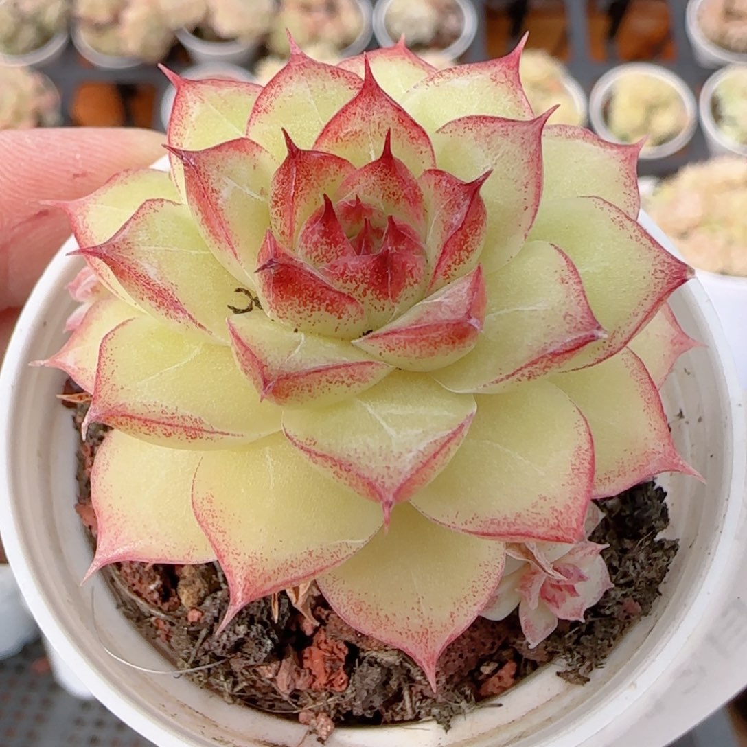 花语多肉1224-355散