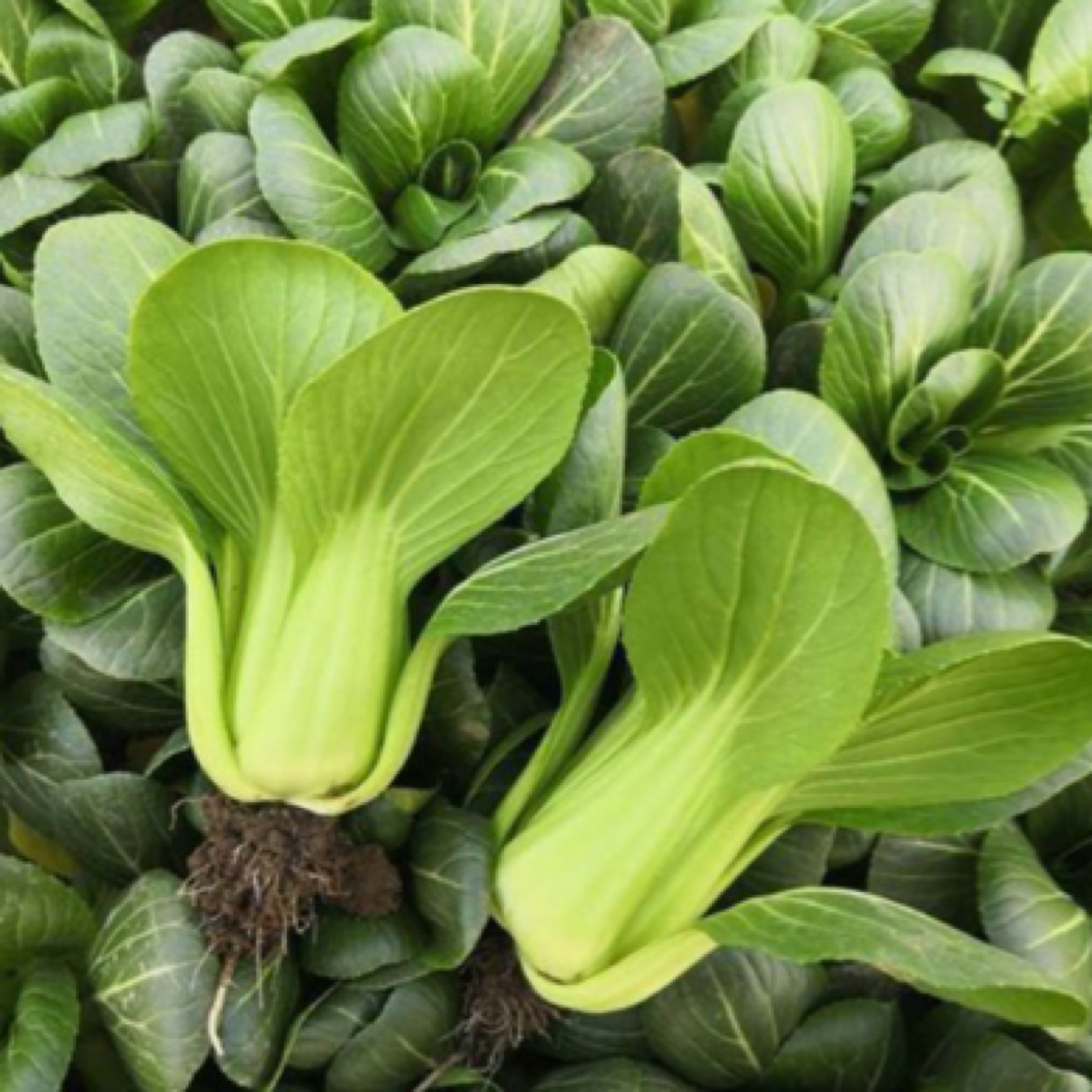 【3斤小油菜】北京本地菜 现拔现发绿色蔬菜