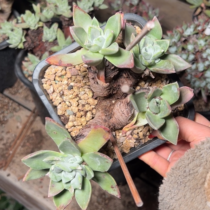 微瑕帕莫瑞哈哈哈哈哈哈哈