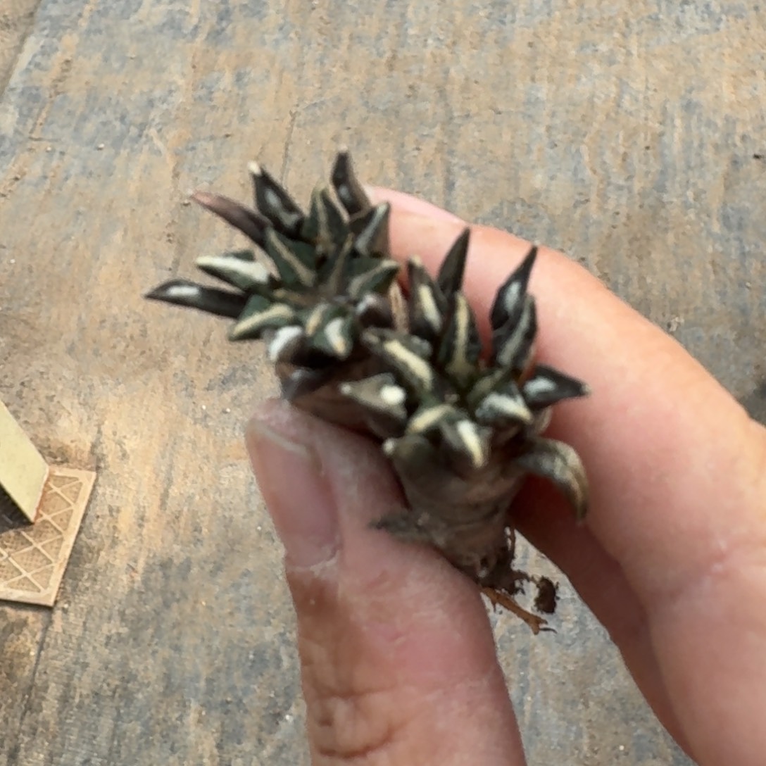 【闪购商品】两颗实生黑牡丹萝卜根