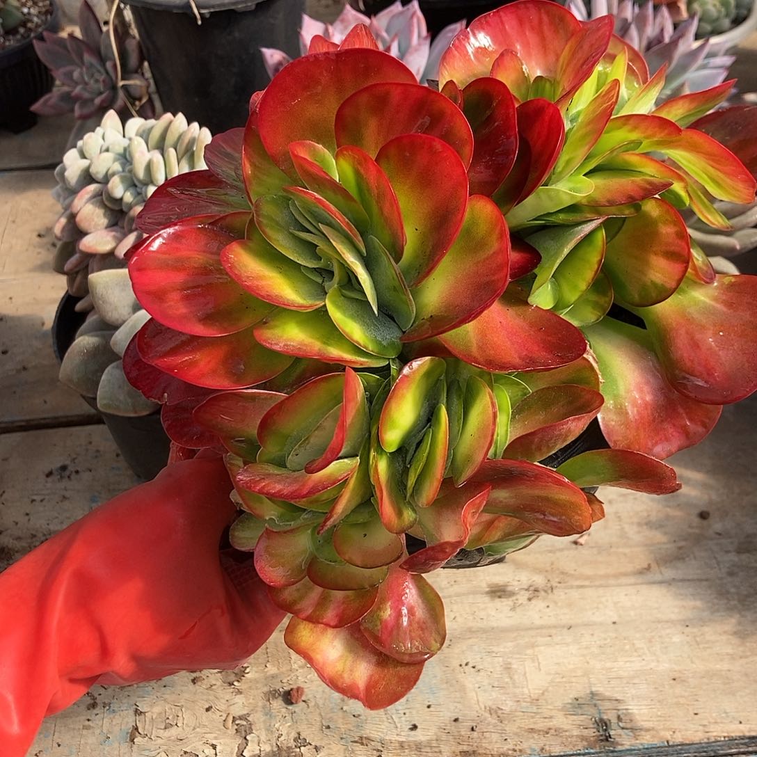 唐印锦缀化随机发货福利