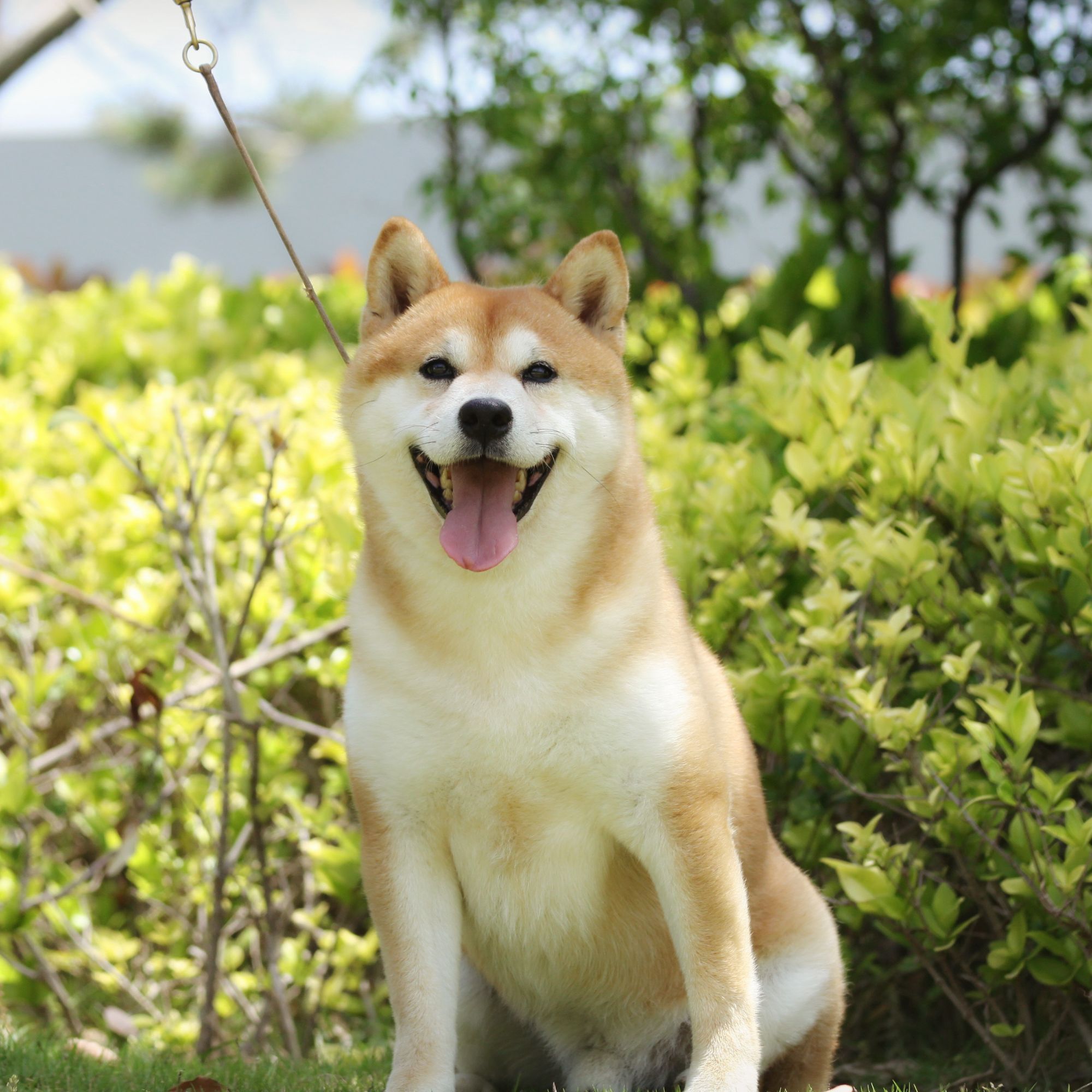 霸图家精品柴犬萌宠