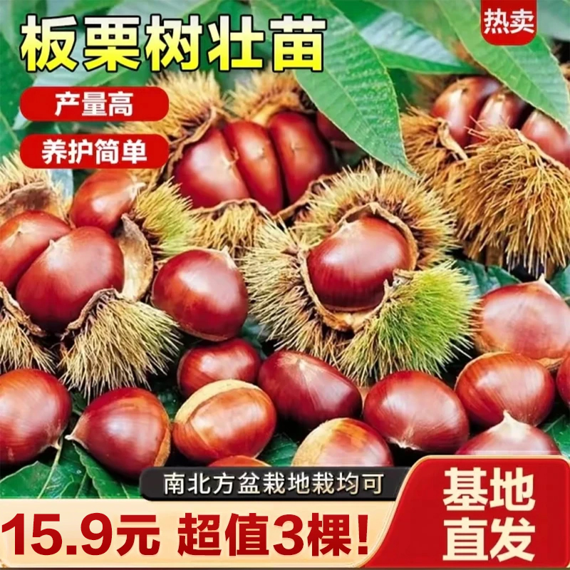 【抢！3棵】板栗苗南方北方盆栽地栽均可种植特大板栗树果树果苗商品图