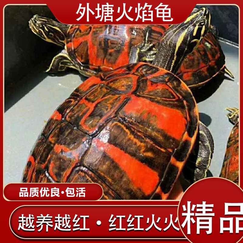 火焰龟活体长伴随深水观赏龟适合家养的宠物龟