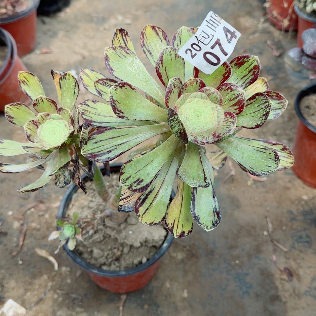 V锦多肉074满20包邮断枝不包