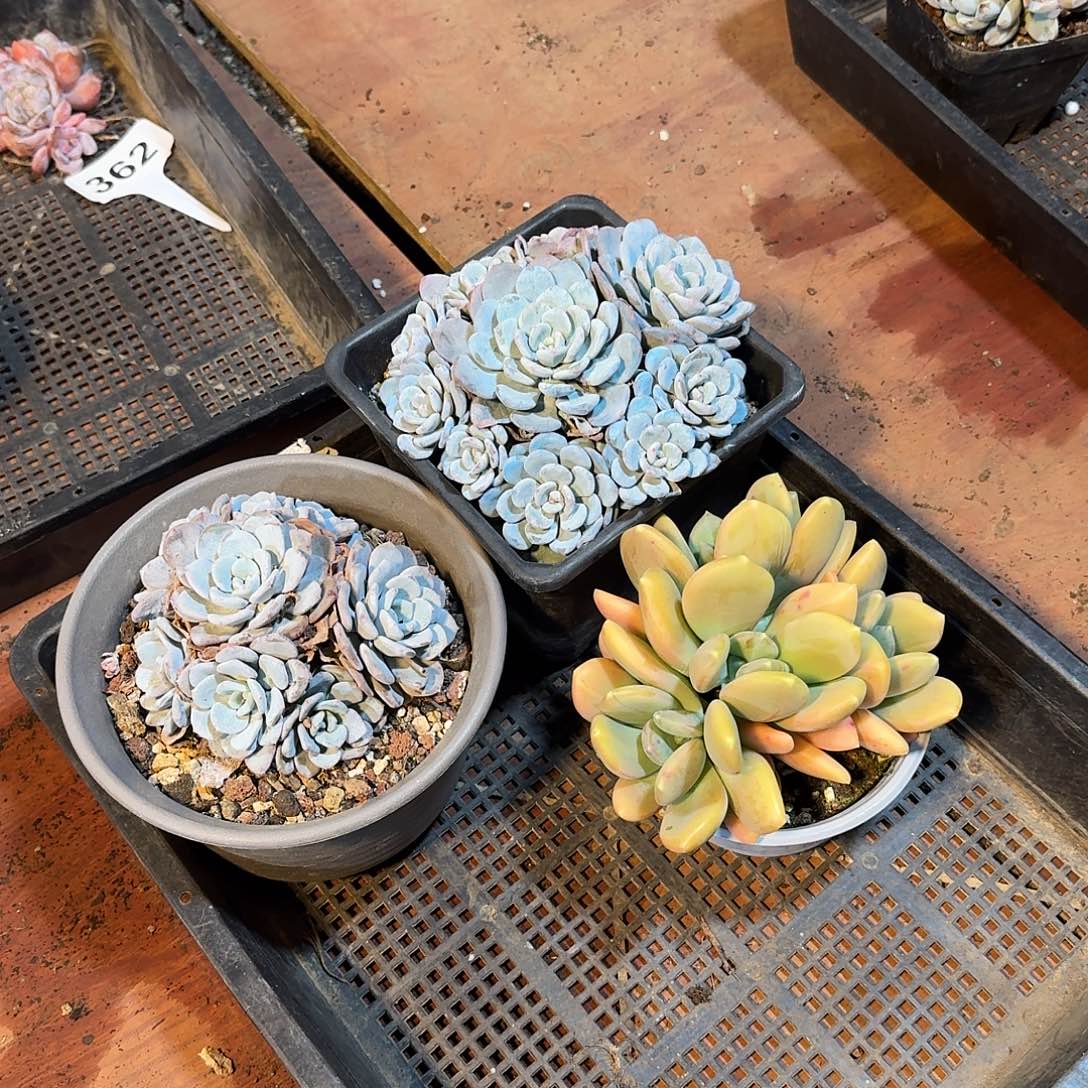 知***婳海棠花1111122222111111