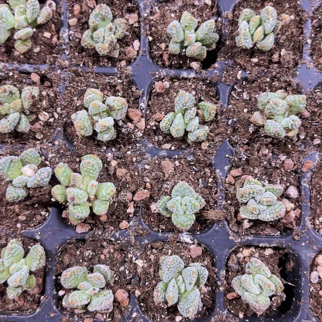 小穴苗火星兔子2米2颗