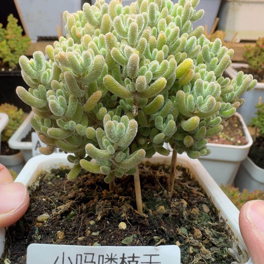 枝干番杏 冰晶冰晶