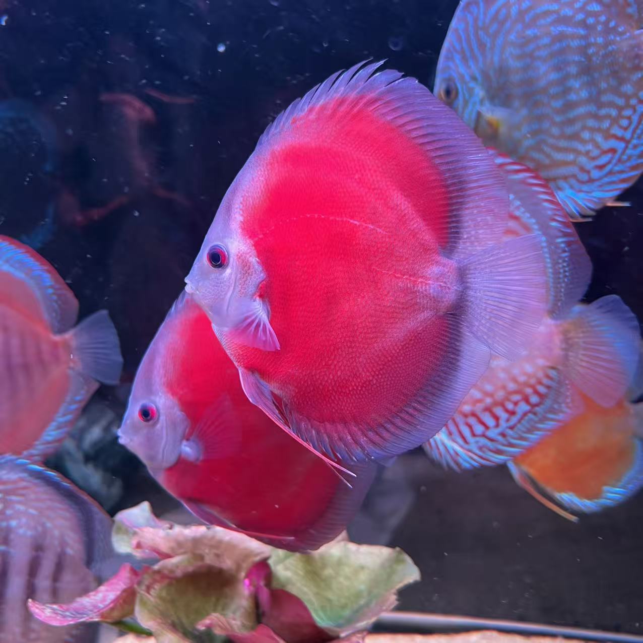 【自家渔场养殖】七彩神仙 类目2（财神，松石，红金，血地图）买二送一