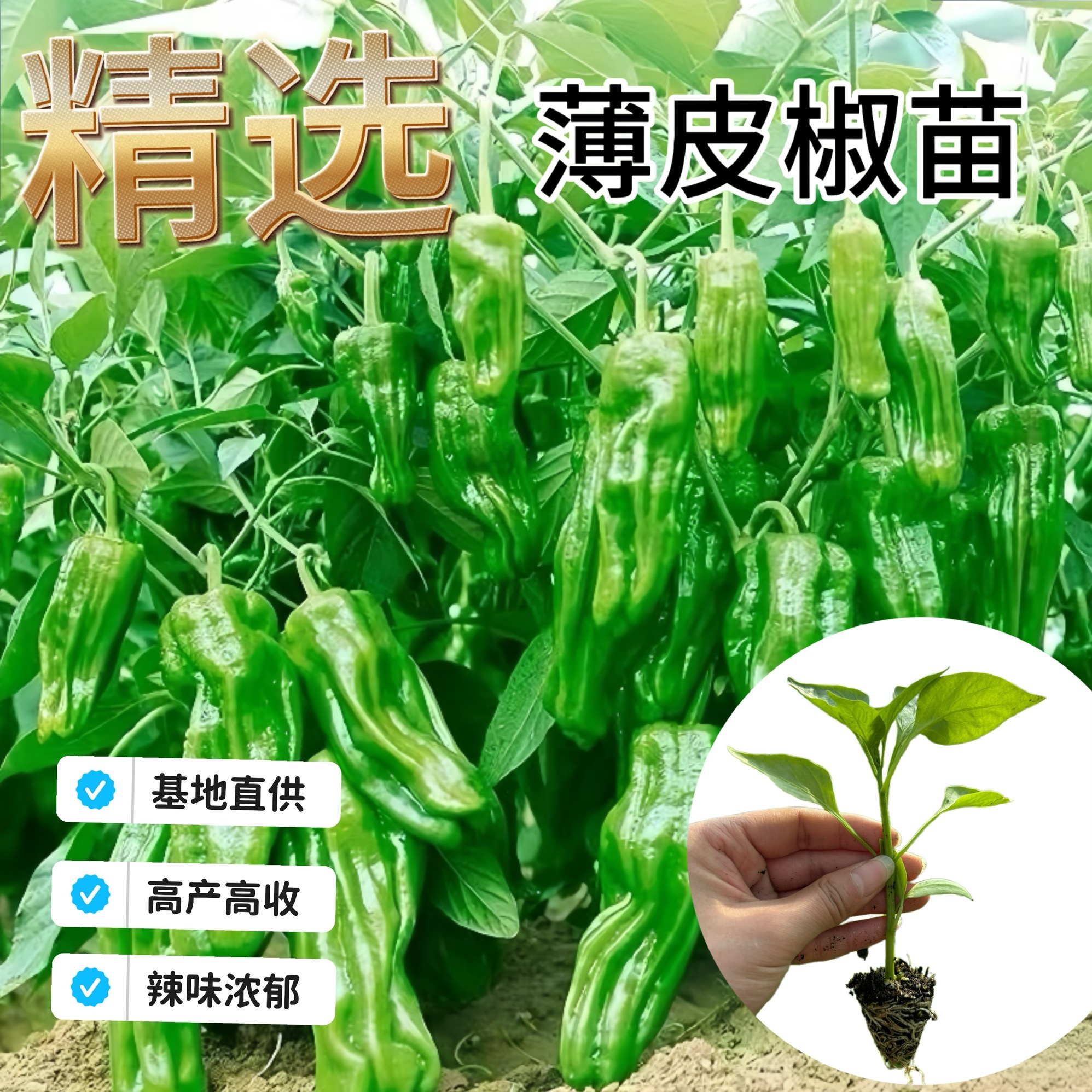 正宗薄皮椒苗秧苗辣椒苗青椒不辣菜椒春种各种菜苗秧苗四季盆栽