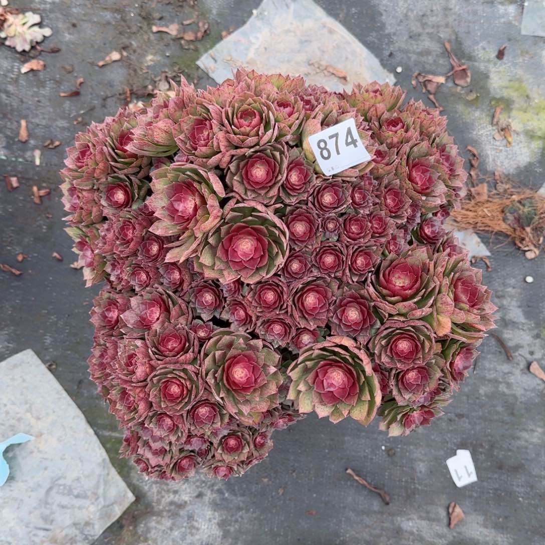 a****e874多肉植物桃花石