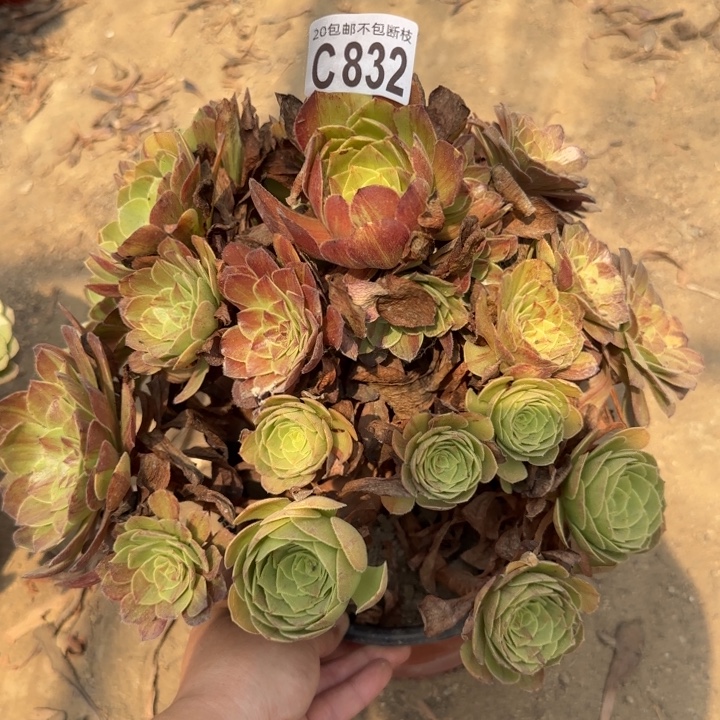 花月夜……多肉植物……