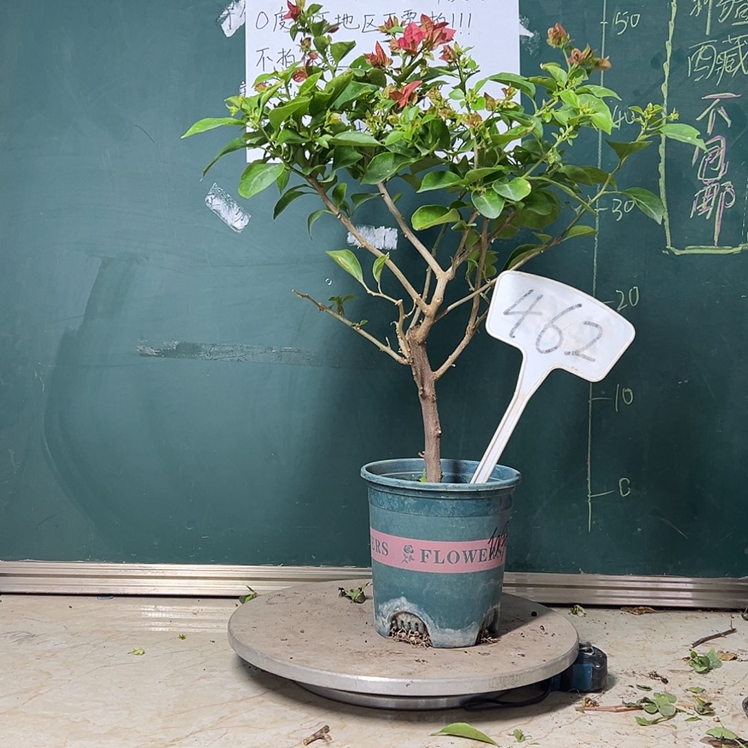 完全开放    佩德罗462