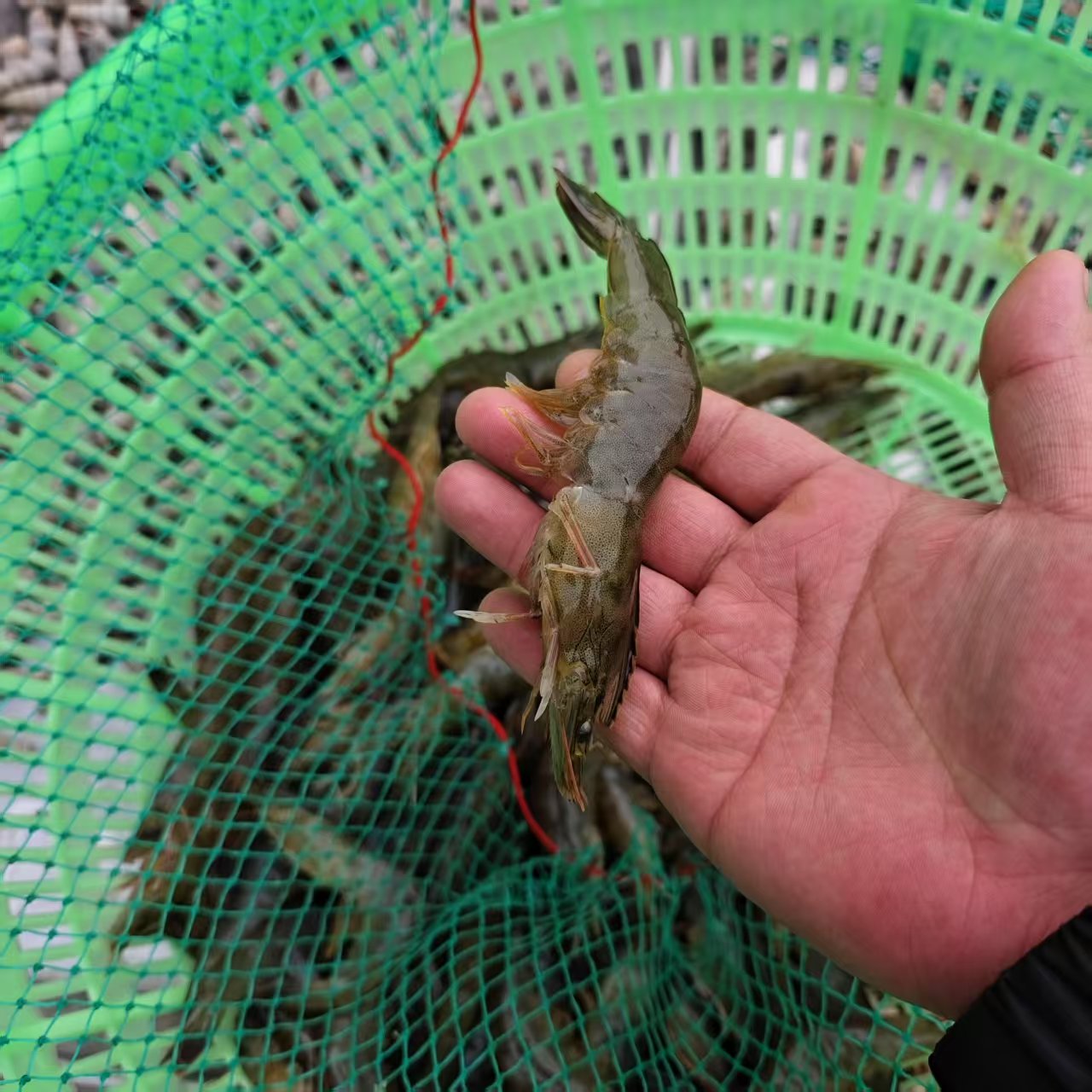 小白虾虾2斤新鲜送到家