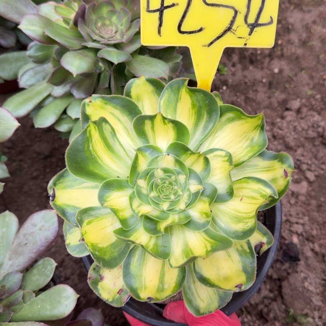 娜***）4254---暴君多头多头