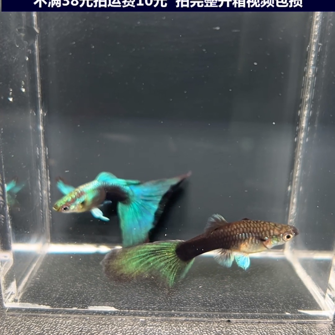 孔雀鱼亮背欧翼蓝礼服一对