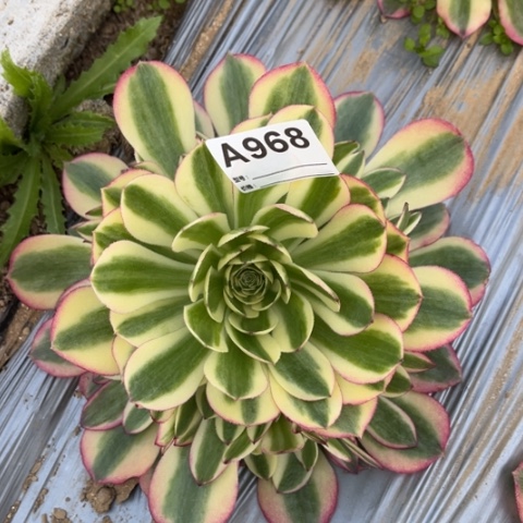 多肉植物水中月捧花