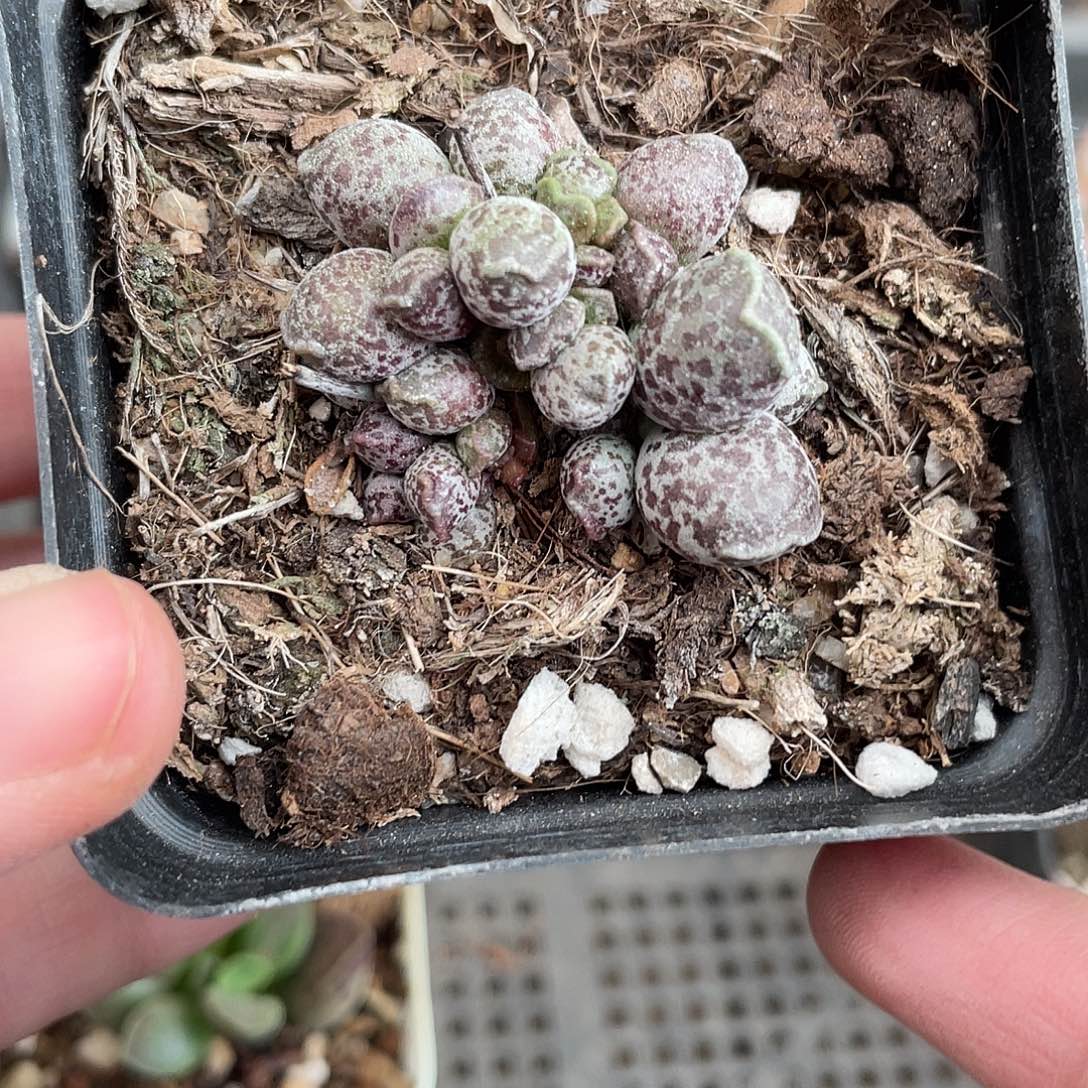 957丸叶海豹（满18元包邮）