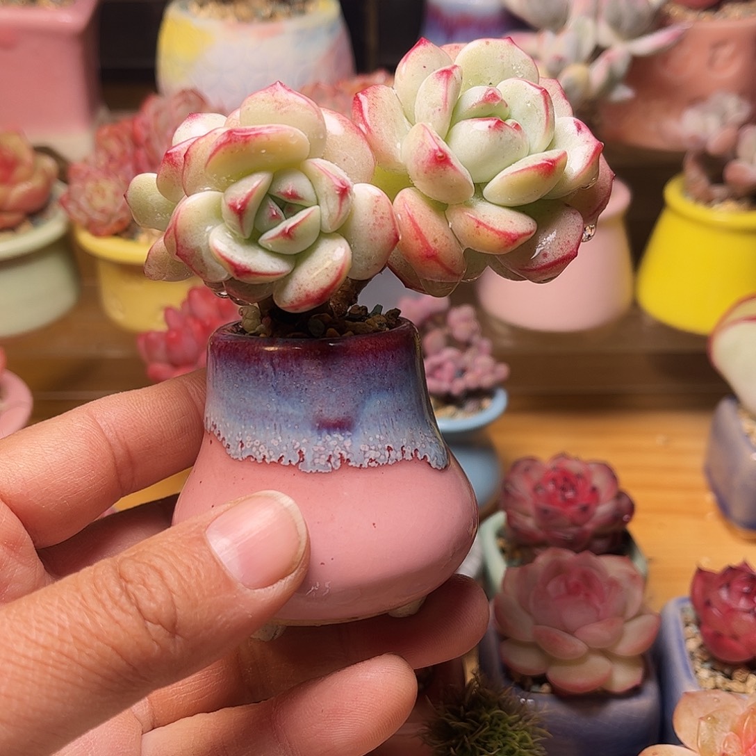 捌***所香草含盆含土发货