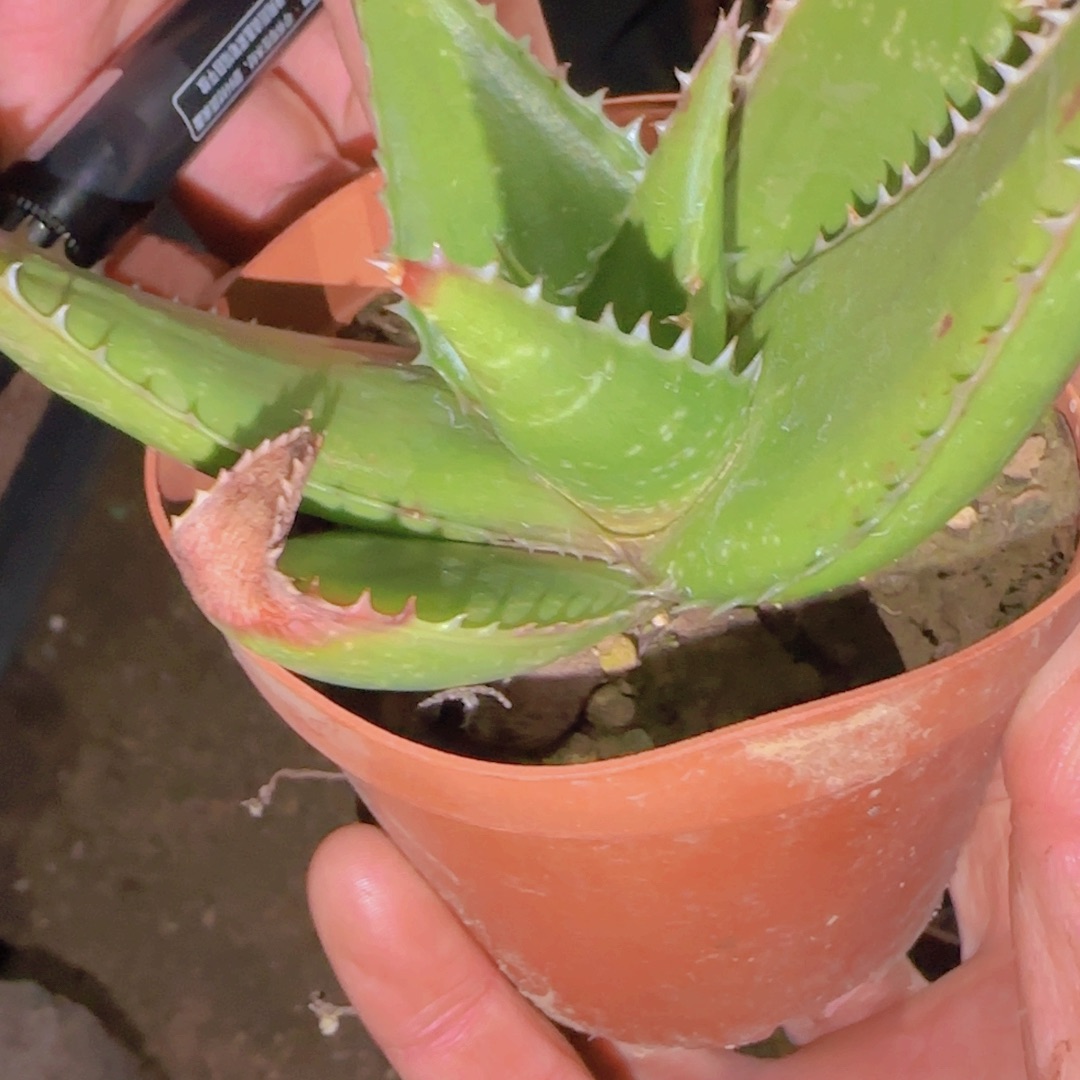 果***壳块根植物块根植物