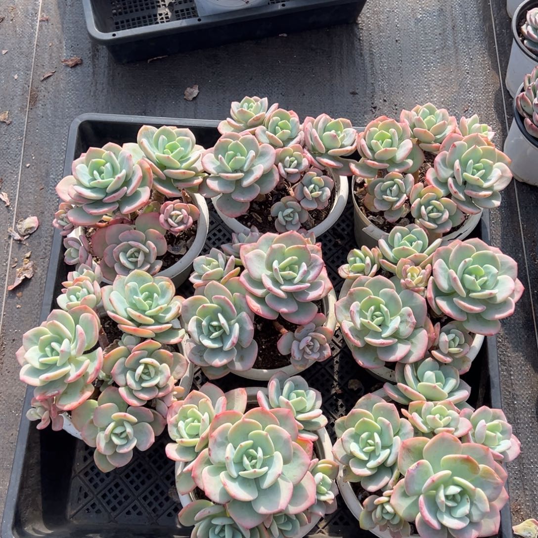 白月光，图中任意一颗，尺寸15+