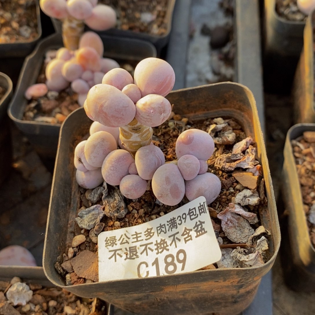 189橙奶多肉肉4cm