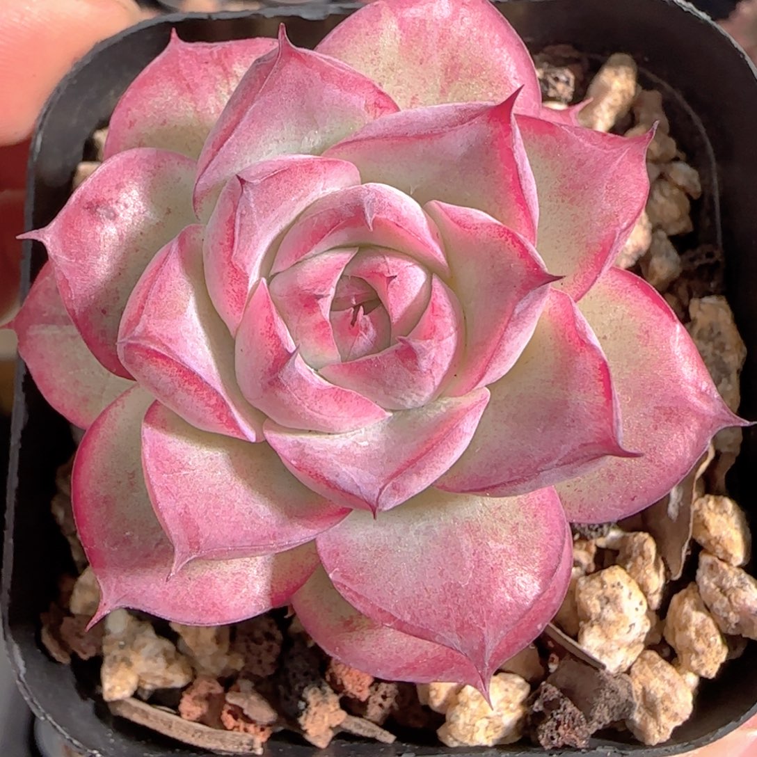 多肉1231-195女王玫瑰