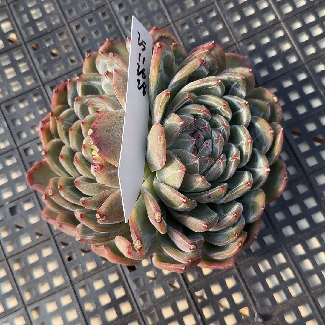 橙***。25112628雪花珍妮双头