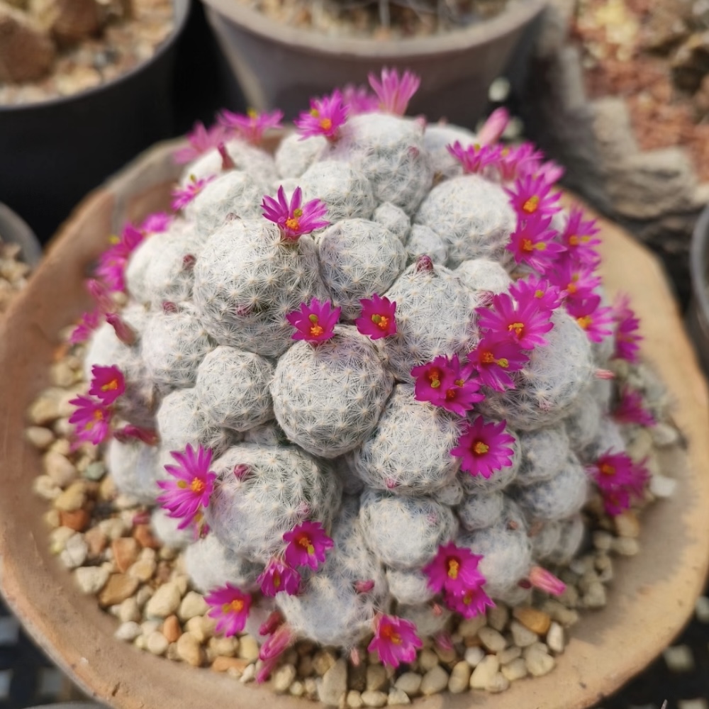 自根大型姬春星3-4cm带盆土     仙人球漳州基地直发 新手好养