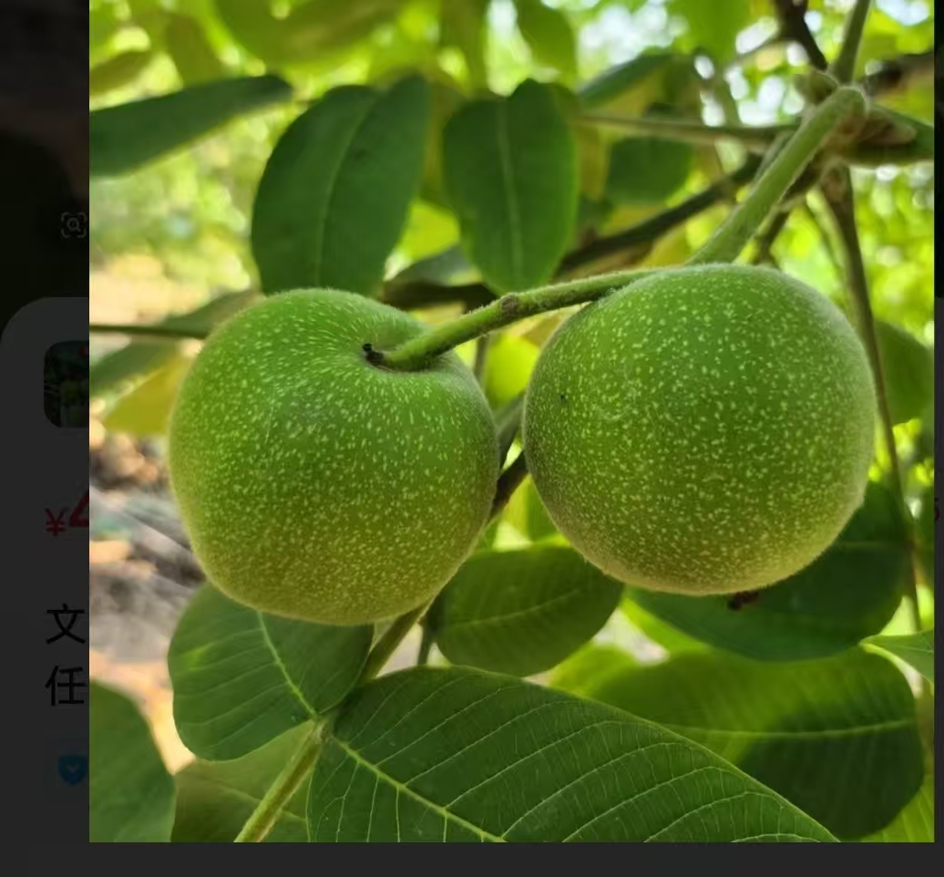 文玩核桃野牛青皮看好下单
