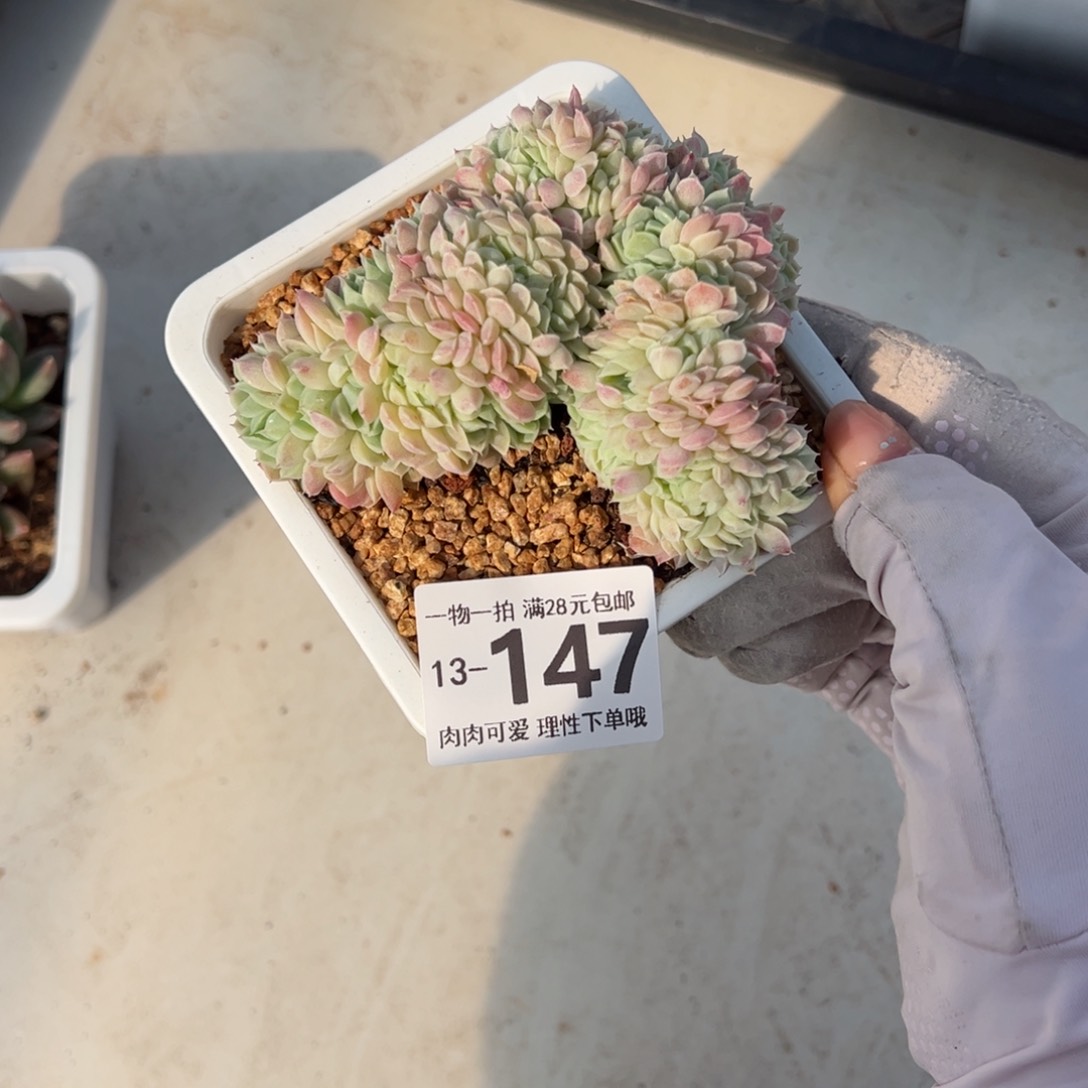 羊脂球缀化多肉单头多肉