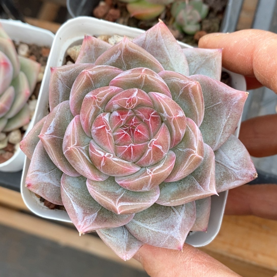 精品多肉一物一拍不包整88