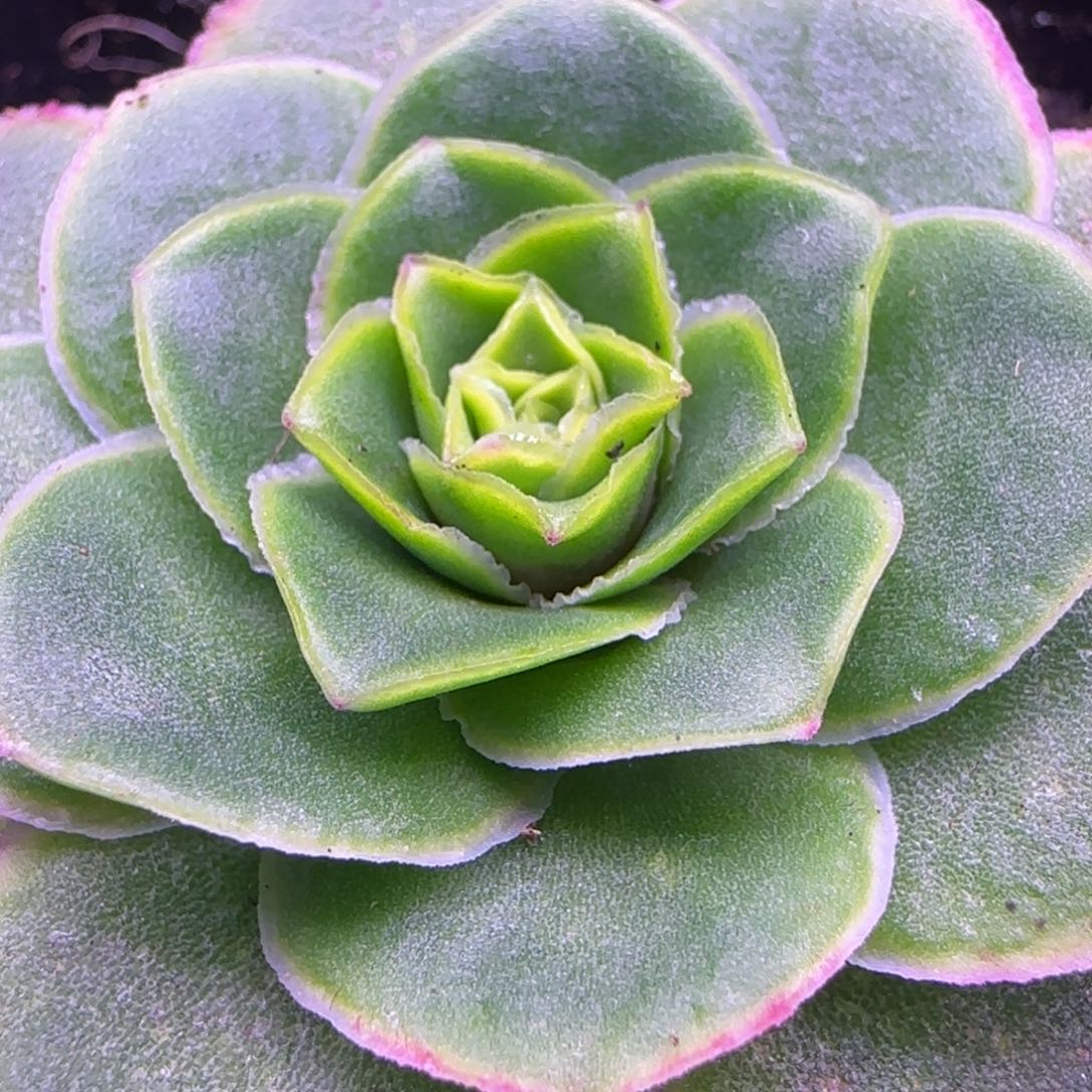 4.5厘米蕾丝单头玫瑰121242424223