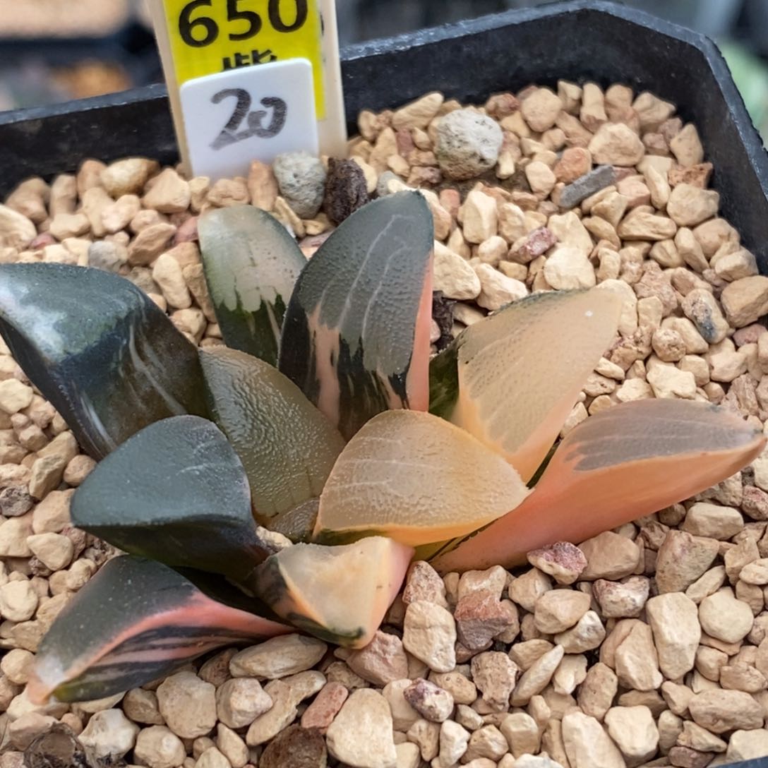 650大黑天多肉植物组合