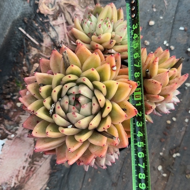 凸起149 多肉植物一物一拍