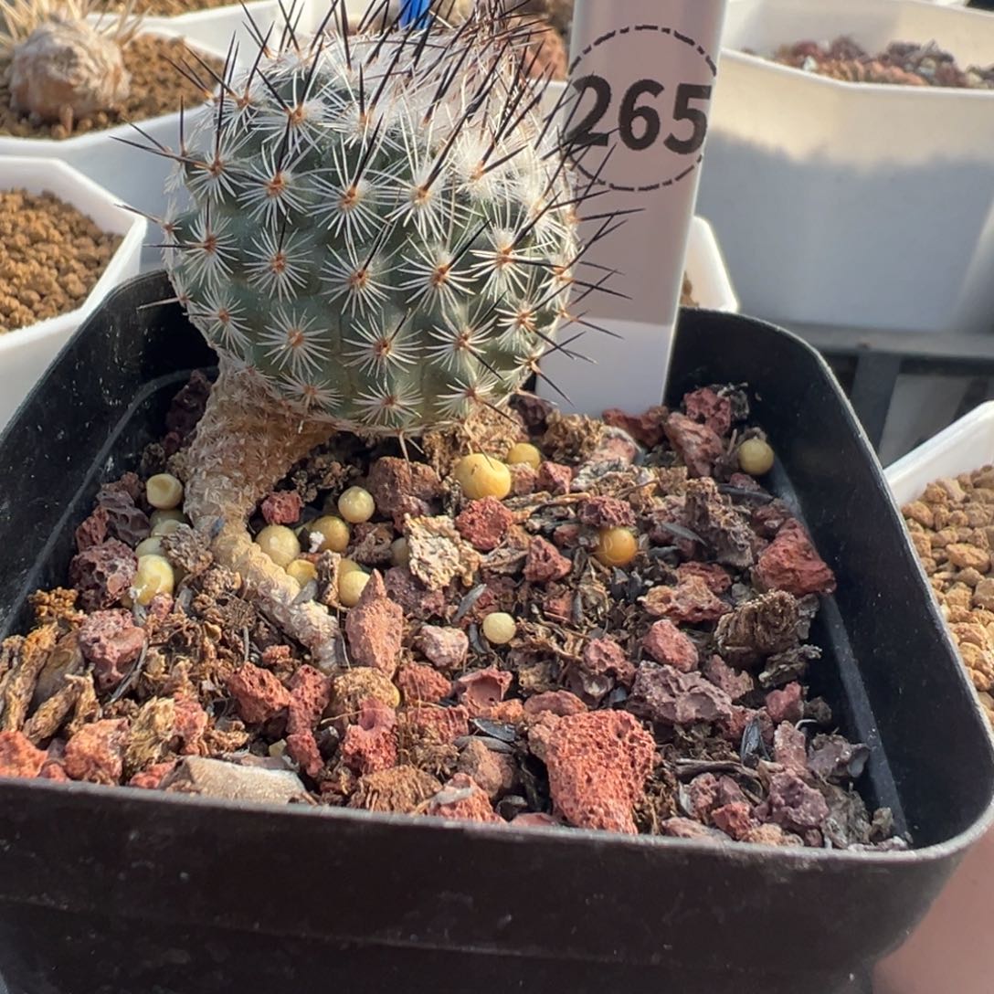 265实生根赤花美针玉多肉植物带盆土