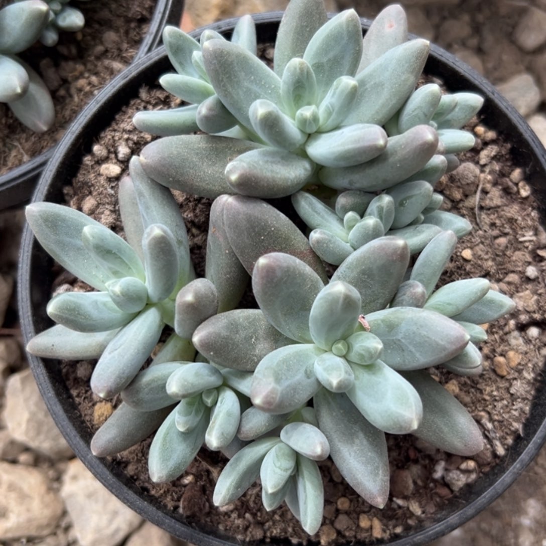 乌拉奶，一物一拍