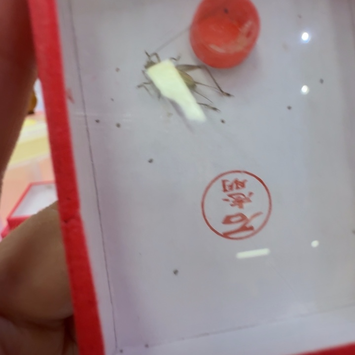 蟋蟀漂亮一只合适好看