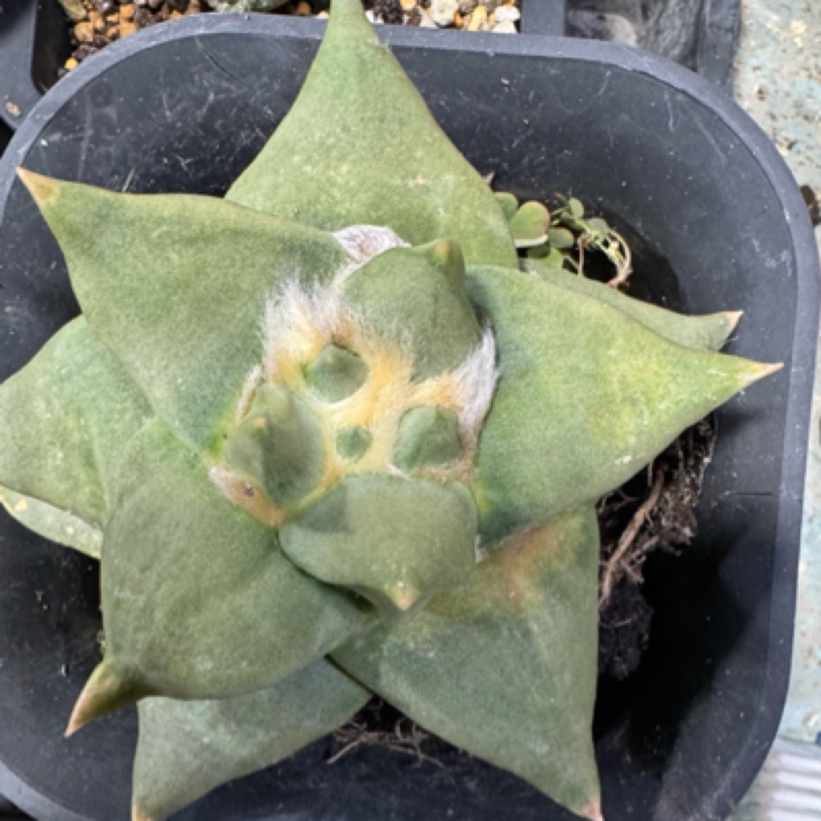 大尤龙牙牡丹单色锦，自根 