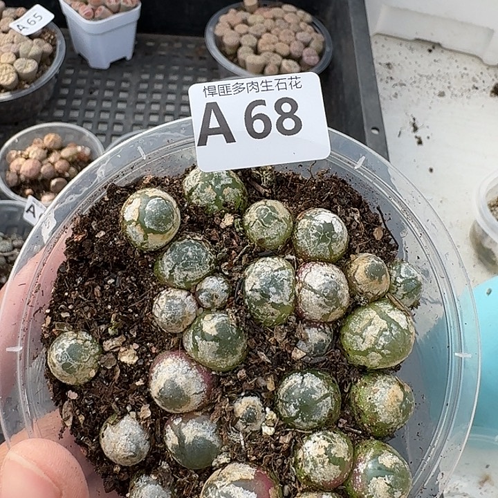 68多肉植物多肉植物