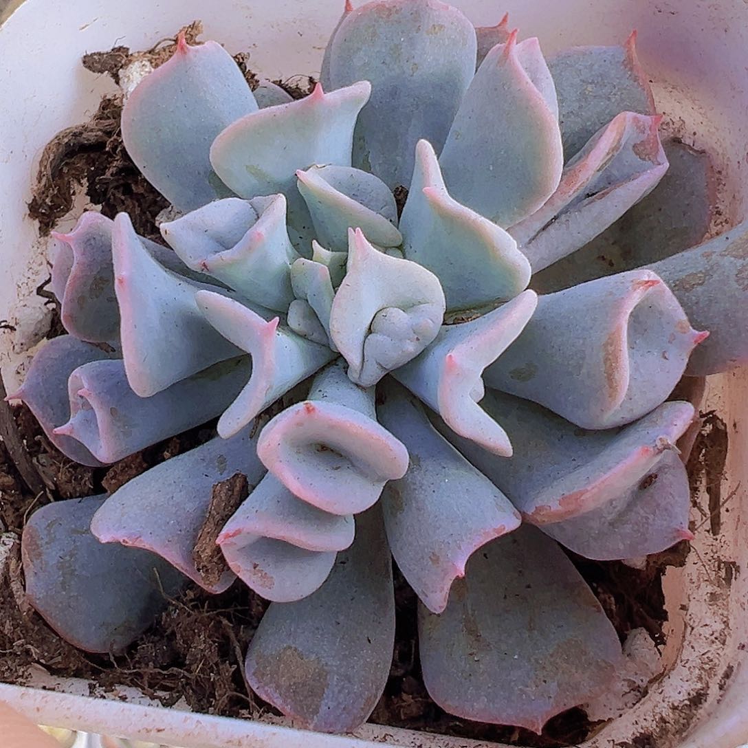 猪鼻子19包邮多肉植物
