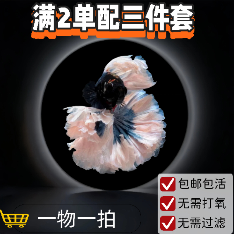 S3精品泰国小型热带淡水观赏斗鱼 好养耐活包邮包活不包损