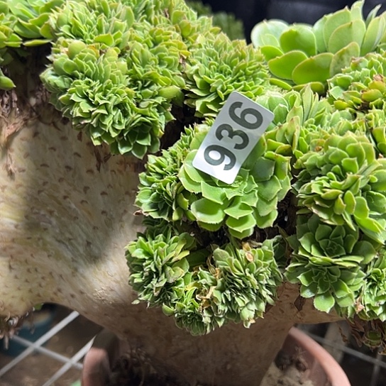 冯***程多肉植物一个绿玫瑰936