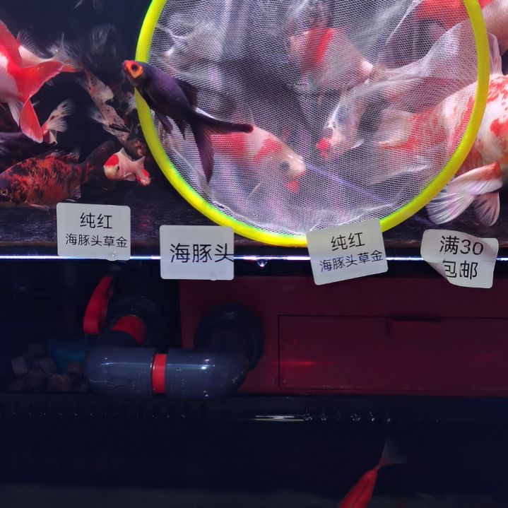 海水鱼眼镜黑袍草金长尾